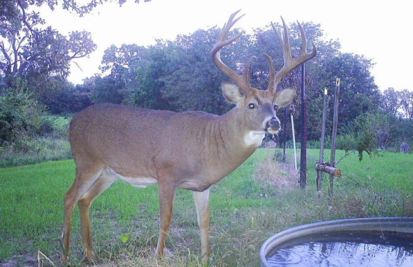 Habitat Improvements