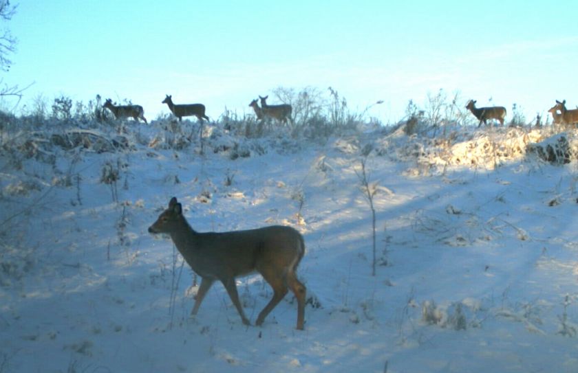 increase deer numbers