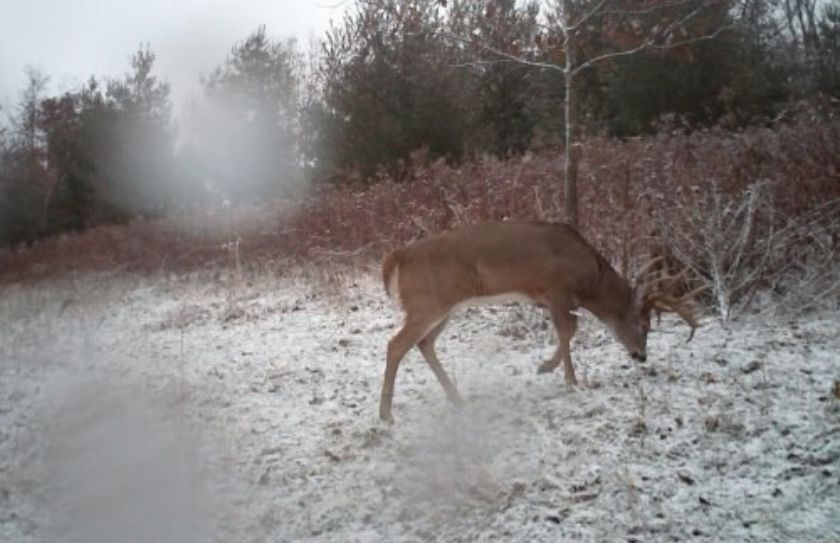 whitetail cold front