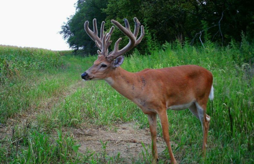 defining deer movement