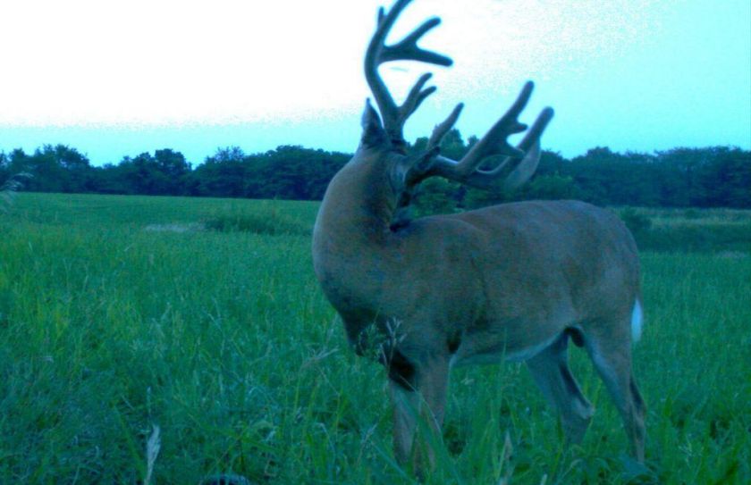 5 Game Camera Clues For Whitetails