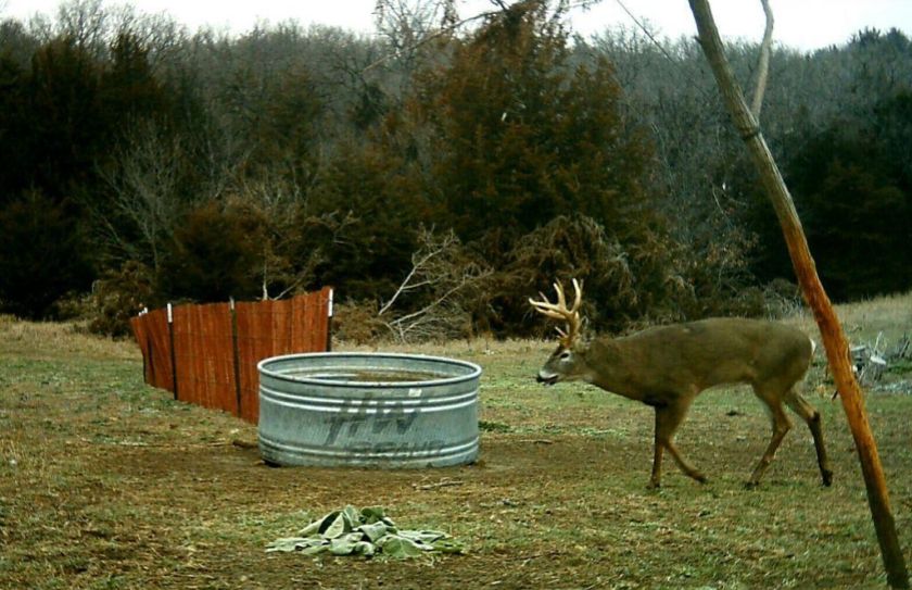 whitetail waterhole