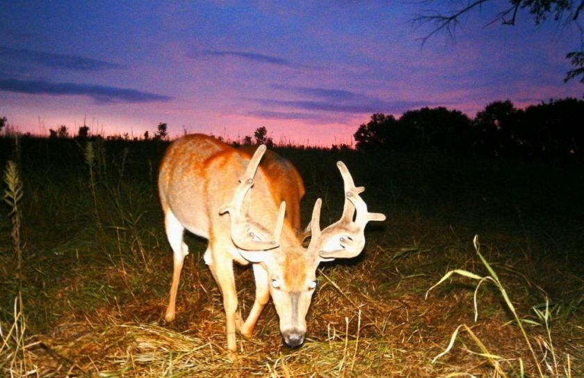 weather and whitetail report