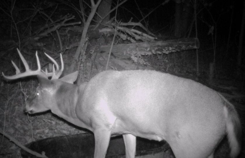 whitetail rut guide