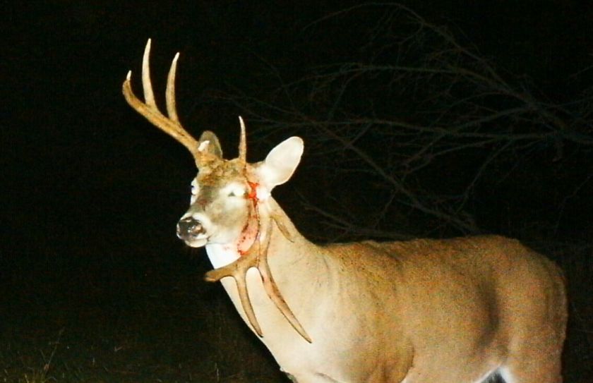 whitetail sit alert