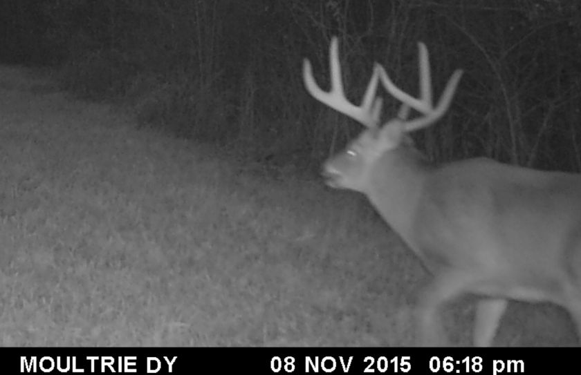 whitetail rut forecast