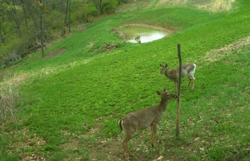 whitetail habitat design