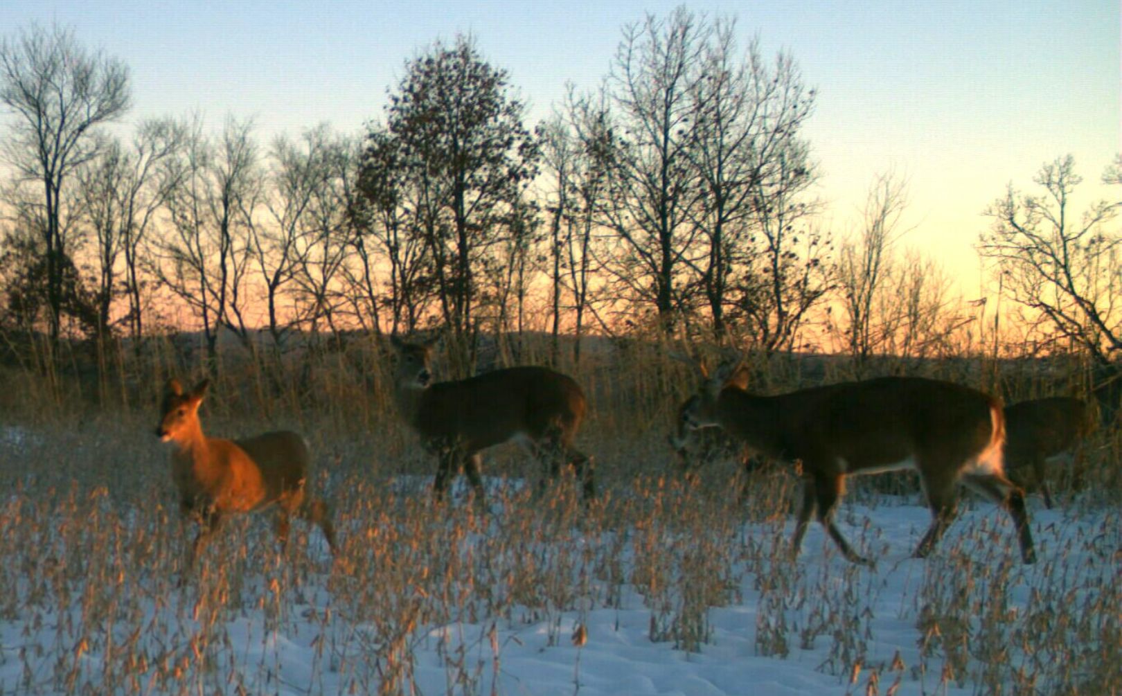 Important Deer Hunting Pressure Control Tactic | Whitetail Habitat ...