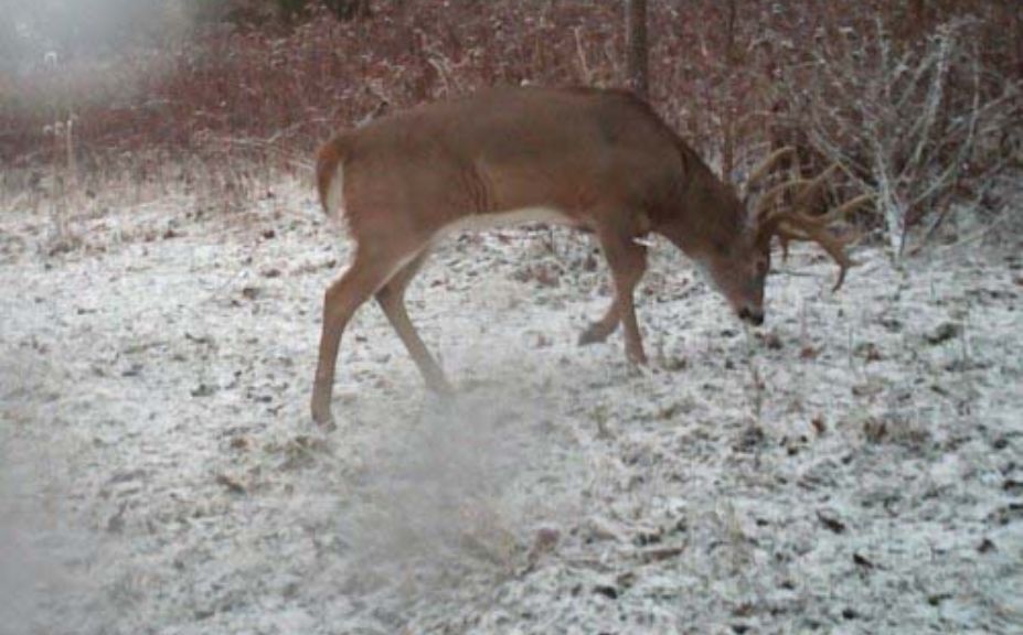 Whitetail Moon Phase Hunting Strategy Whitetail Habitat Solutions