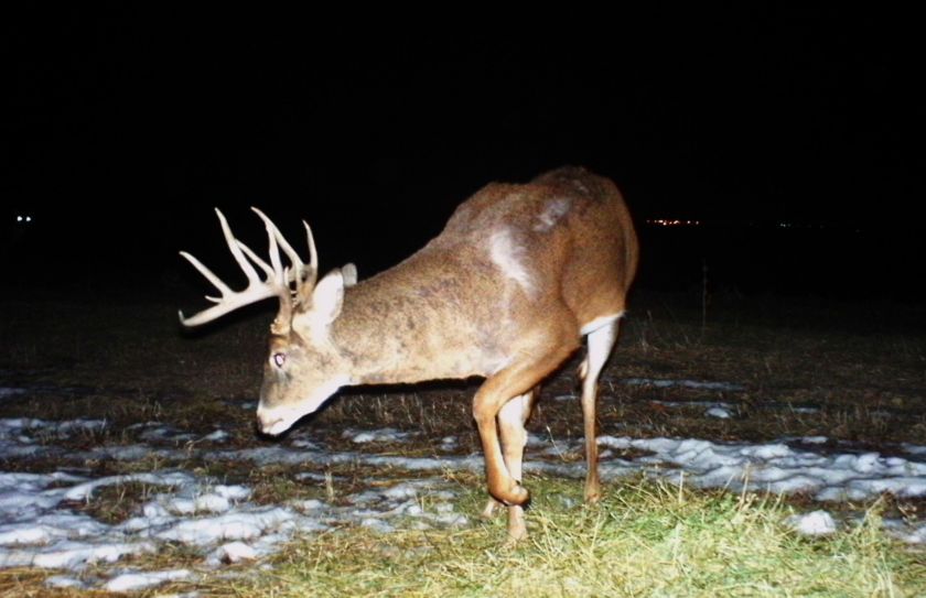 How to Hunt Deer in Snow