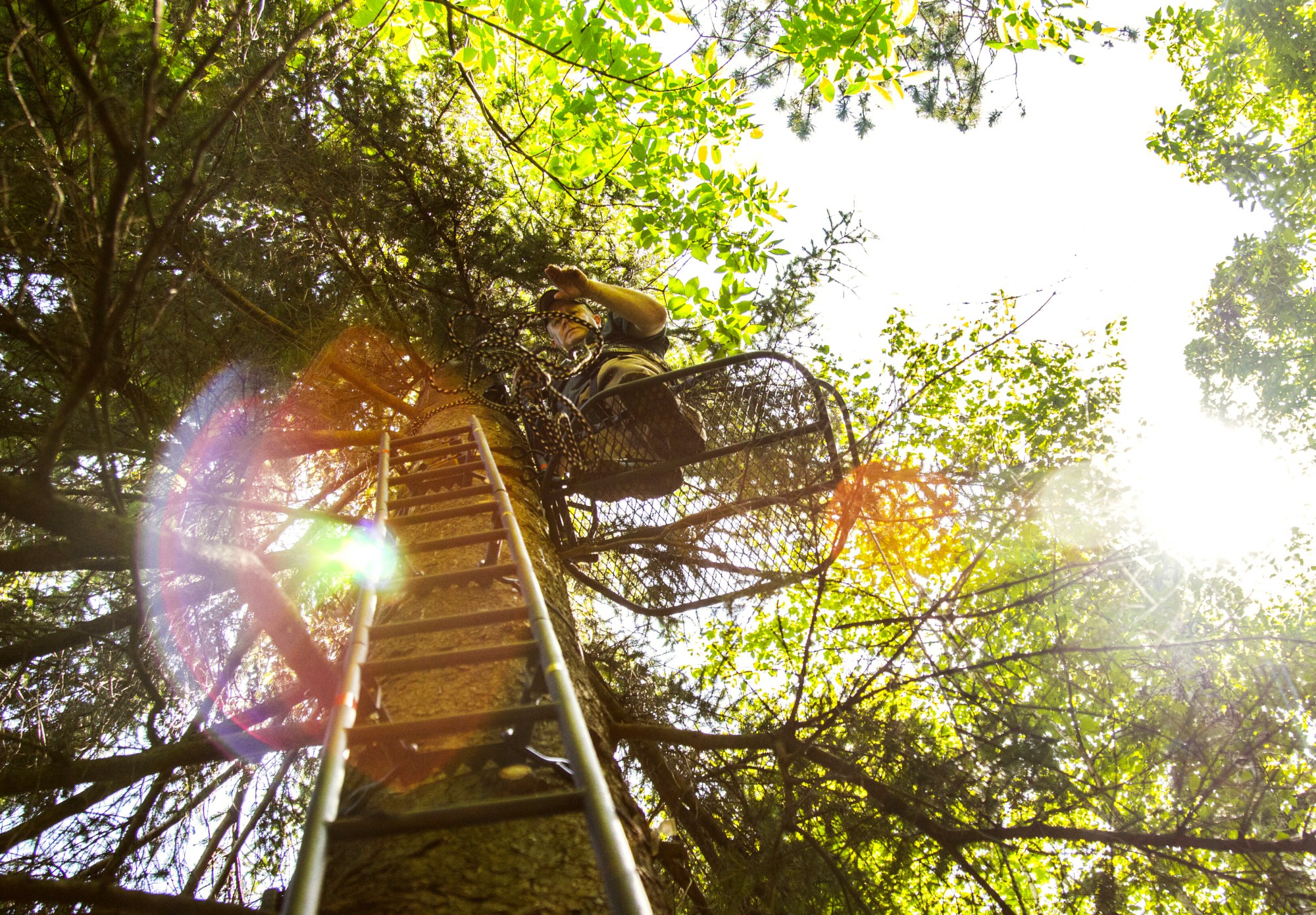 Treestand Shooting Tips For Mature Bucks Whitetail Habitat Solutions